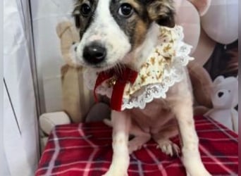 ISA-hübsches kleines Mädchen mit ihrem schneeweißen Fell und der braun-schwarzen Maske im Gesicht