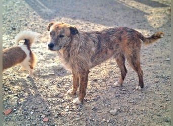 NELSON-kleiner Träumer, sanft,ruhig Seele, wartet sehnsüchtig auf sein liebevolles Für-immer-Zuhause