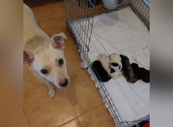 JAX -einer der „liebsten und freundlichsten Hunde, die wir je im Tierheim hatten“