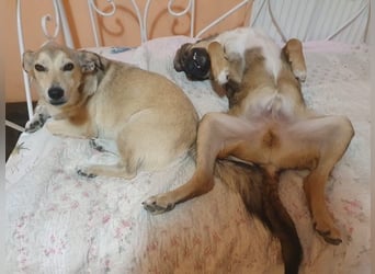 ROCKY-ein verlässlicher, intelligenter, liebevoller Begleiter sucht seine Für-immer-Menschen