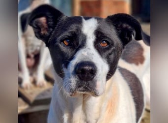 AMELIE-ruhige, sanfte Maus sucht ihr liebevolles Für-immer-Zuhause