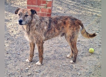 NELSON-kleiner Träumer, sanft,ruhig Seele, wartet sehnsüchtig auf sein liebevolles Für-immer-Zuhause