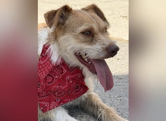 JIMMY-fröhlich, freundlicher Bub, kennt den Alltag in einer Familie