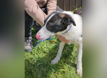 ZANE-ganz besonderer Bub sucht dringend liebevolles Zuhause