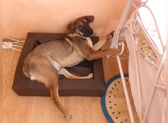 ROCKY-ein verlässlicher, intelligenter, liebevoller Begleiter sucht seine Für-immer-Menschen