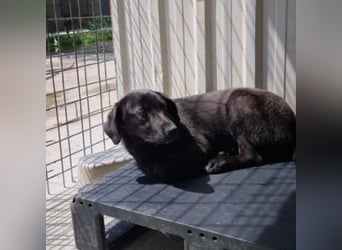 DIVA-wer kann der kleinen Maus mit glänzendem schwarzen Fell und hoffnungsvollen Blick wiederstehen?
