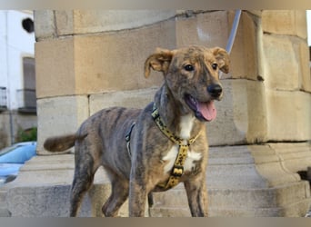 liebes Hundemädchen RAYITA