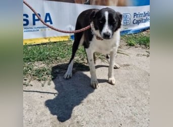 NOVA-sanfte Schönheit mit Border-Collie-Charme sucht ihr Glück