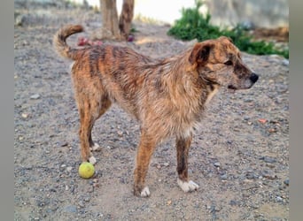 NELSON-kleiner Träumer, sanft,ruhig Seele, wartet sehnsüchtig auf sein liebevolles Für-immer-Zuhause