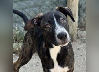 KAYO-kleiner Sonnenschein sucht sein Glück