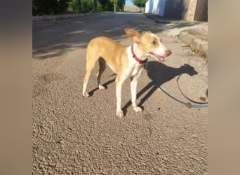 DAMA-zarte, noch etwas schüchterne, Podenco-Mädchen
