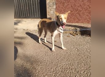 DAMA-zarte, noch etwas schüchterne, Podenco-Mädchen