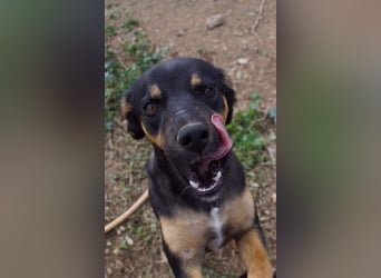 EDITH-Treue Hundeseele sucht Glück auf Lebenszeit bei einer liebevollen Für-immer-Familie