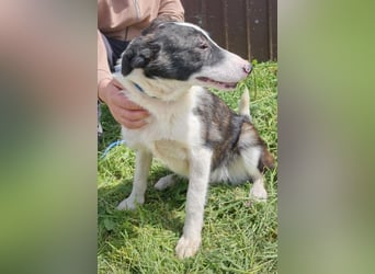 ZANE-ganz besonderer Bub sucht dringend liebevolles Zuhause
