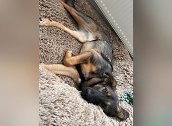 SOPHIE-Vielleicht können genau Sie sichin diesem Moment vorstellen, Sophie ein Zuhause zu geben.