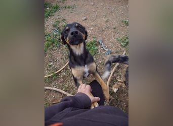 EDITH-Treue Hundeseele sucht Glück auf Lebenszeit bei einer liebevollen Für-immer-Familie