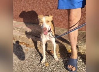 DAMA-zarte, noch etwas schüchterne, Podenco-Mädchen