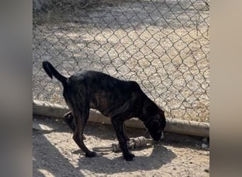 KAYO-kleiner Sonnenschein sucht sein Glück