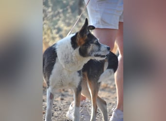 FATI-freundliches, ausgeglichenes Mädchen wartet sehnsüchtig auf liebevolles Für-immer-Zuhause