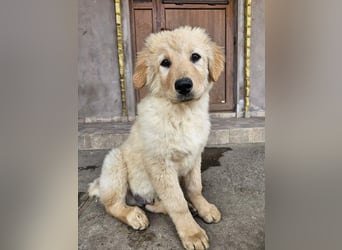 SLEEPY-ein fröhlicher, aufgeschlossener, sehr menschenbezogener Welpe sucht sein Für-Immer-Zuhause