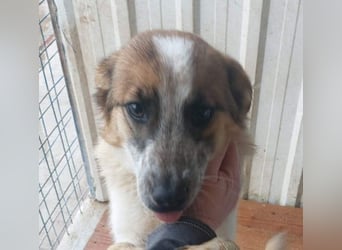 PAULINA-offen, freundlich, anhänglich sucht ihre liebevolle Für-immer-Familie