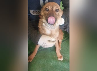 ATHENA-unglaublich freundlich, offen, verspielt, sucht ihre liebevolle Für-immer-Familie