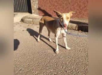 DAMA-zarte, noch etwas schüchterne, Podenco-Mädchen