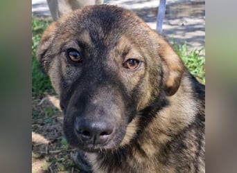 SOPHIE-Vielleicht können genau Sie sichin diesem Moment vorstellen, Sophie ein Zuhause zu geben.
