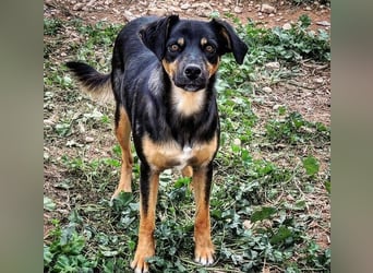 EDITH-Treue Hundeseele sucht Glück auf Lebenszeit bei einer liebevollen Für-immer-Familie