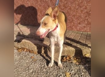 DAMA-zarte, noch etwas schüchterne, Podenco-Mädchen