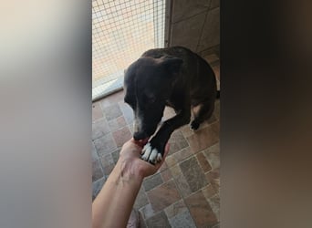 MABEL-strahlende Überleberin mit großem Herzen sucht liebevolles Für-immer-Zuhause