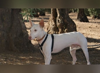 OLAF-noch etwas schüchtern aber anhänglich und lieb und mag es sehr, gestreichelt zu werden