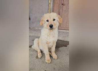 SLEEPY-ein fröhlicher, aufgeschlossener, sehr menschenbezogener Welpe sucht sein Für-Immer-Zuhause