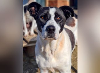 AMELIE-ruhige, sanfte Maus sucht ihr liebevolles Für-immer-Zuhause