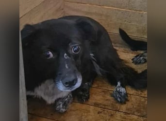 BECKY-sucht sehnsüchtig ihr kuscheliges Hundekörbchen bei einer lieben Für-immer-Familie