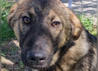 SOPHIE-Vielleicht können genau Sie sichin diesem Moment vorstellen, Sophie ein Zuhause zu geben.