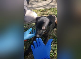 ZANE-ganz besonderer Bub sucht dringend liebevolles Zuhause