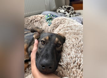 SOPHIE-Vielleicht können genau Sie sichin diesem Moment vorstellen, Sophie ein Zuhause zu geben.