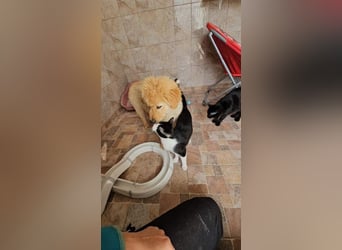 SLEEPY-ein fröhlicher, aufgeschlossener, sehr menschenbezogener Welpe sucht sein Für-Immer-Zuhause