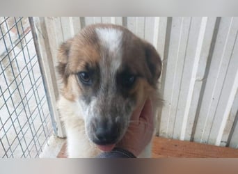 PAULINA-offen, freundlich, anhänglich sucht ihre liebevolle Für-immer-Familie