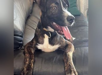 KAYO-kleiner Sonnenschein sucht sein Glück