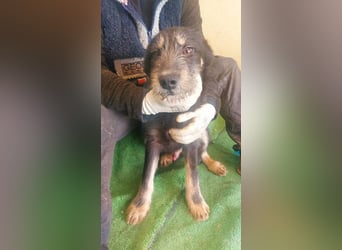 THOR-sanftes, ruhiges, freundliches Wesen wartet sehnsüchtig auf sein liebevolles Für-immer-Zuhause