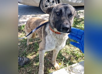 Wunderbarer VINCENT- ein Seelenhund sucht liebevolles Für-immer-Zuhause