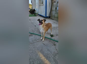 ARBI-Sanftes, freundliches, offenes, ruhiges, sozialisiertes Mädchen sucht Für-immer-Zuhause