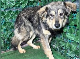 MICKY-liebesbedürftiger, ausgesprochen hübscher Bub wartet sehnsüchtig auf seine Familie