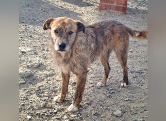 NELSON-kleiner Träumer, sanft,ruhig Seele, wartet sehnsüchtig auf sein liebevolles Für-immer-Zuhause