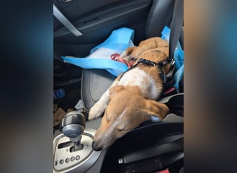 Süße Loulou(5 Mon,40 cm, 8 kg) sucht liebevolles Zuhause