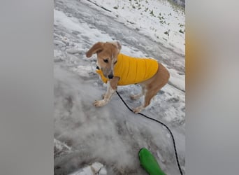 Süße Loulou(5 Mon,40 cm, 8 kg) sucht liebevolles Zuhause