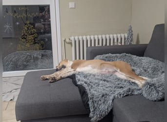 Süße Loulou(5 Mon,40 cm, 8 kg) sucht liebevolles Zuhause