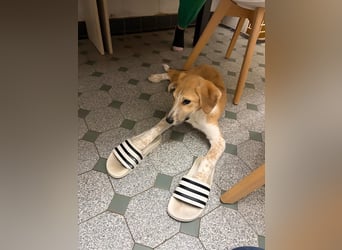 Süße Loulou(5 Mon,40 cm, 8 kg) sucht liebevolles Zuhause